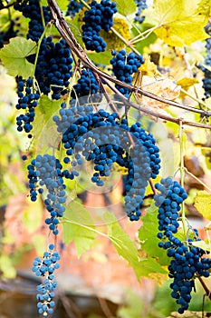 Red black bunches Izabella grapes growing in vineyard with blurred background and copy space. Harvesting in the vineyards concept