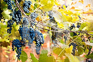 Red black bunches Izabella grapes growing in vineyard with blurred background and copy space. Harvesting in the vineyards concept