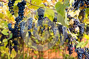 Red black bunches Izabella grapes growing in vineyard with blurred background and copy space. Harvesting in the vineyards concept