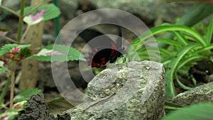 Red black butterfly flapping wings, beautiful exotic insects as pets entomology