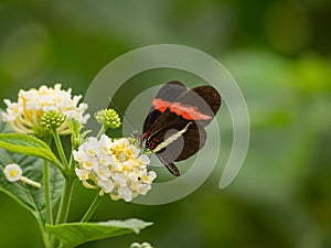 Red and black butterfly on flower