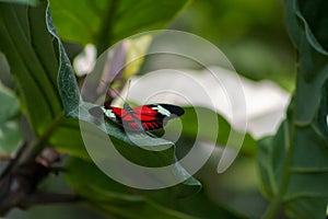 Red and black butterfly on green leaf