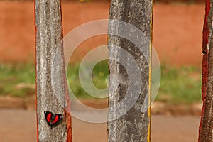 Red and black Butterfly photo