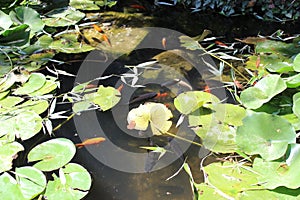 Red and black carps in the lake in the Yalta Botanical Garden