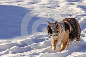 Red-black cat is walking in the snow.
