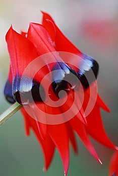 Red Black Clianthus Flower