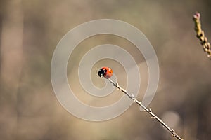 Red and Black Coccinellidae on Sunset