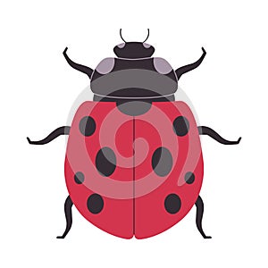 red and black color seven spotted ladybug wild nature small insect beetle omnivores animal