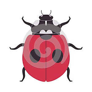 red and black color two spotted ladybug wild nature small insect beetle omnivores animal