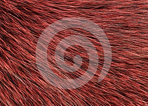 Red and black colored arctic fox fur. View from above. Closeup.