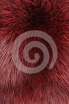 Red and black colored arctic fox fur. View from above. Closeup. Textute