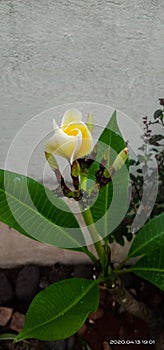 Red and black   colored geomatry ractangle shaped seamless pattern