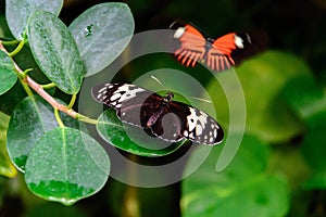 Red and black Common Postman butterfly