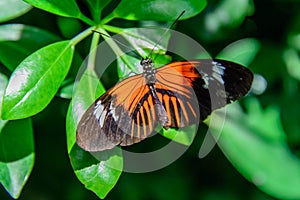 Red and black Common Postman butterfly