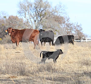 Red and black cows with newborn calf