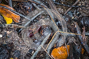 Red and Black Crab in Mud between Roots of Mangrove Trees at Cape Hillsborough, Australia