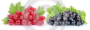 Red and black currant currants berries fresh fruits fruit isolat