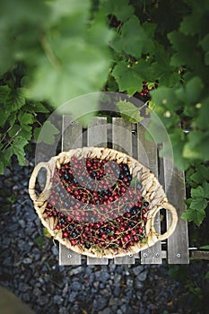 red and black currant harvest. Berries picked up in basket