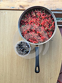 Red and black currant harvest