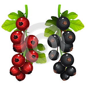 Red and black currant with leafs