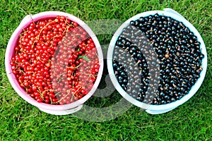 Red and black currants