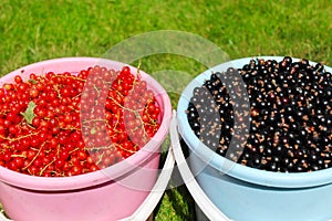 Red and black currants