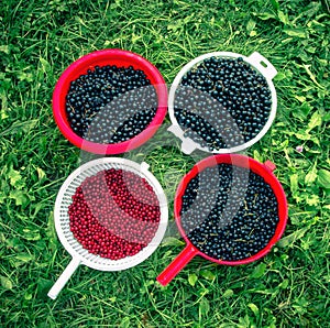 Red and black currants harvest