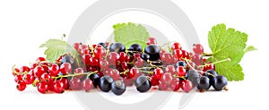 Red and black currants on white panoramic