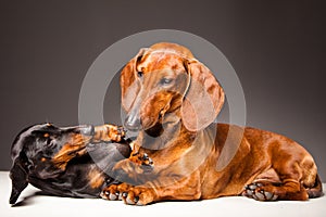 Red and black Dachshund Dogs playing on gray