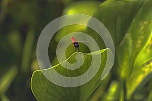 The red black dragon fly on green leaf