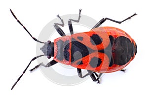 Red firebug insect isolated on white background