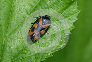 Red & Black Froghopper