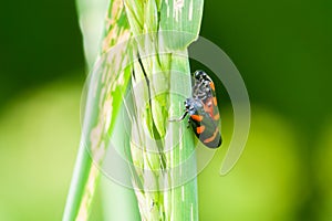 Red-and-black froghopper Beetle dormant in the grass after rain