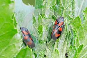 Red-and-black froghopper beetle on leaves