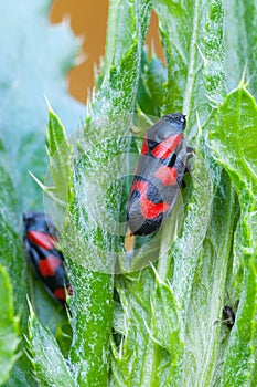 Red-and-black froghopper beetle on leaves