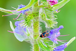 Red-and-black froghopper Beetle sleeping on a flower after rain