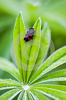A Red-and-black Froghopper Cercopis vulnerata on lupine leaf Lupinus polyphyllus with rain drops background. Lupine plant