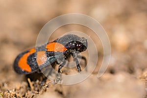 Red-and-black froghopper (Cercopis vulnerata) in profile