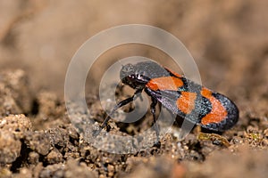 Red-and-black froghopper (Cercopis vulnerata) in profile photo