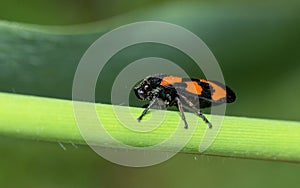 Red and black froghopper insect in green leaf