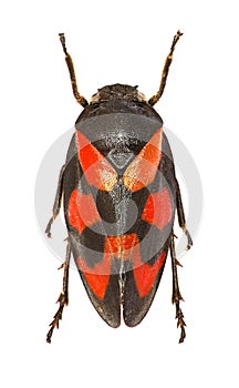 Red and Black Froghopper on white Background