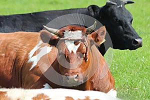 Red and black Frysian cows and bulls on the meadows of Moordrecht in the Netherlands