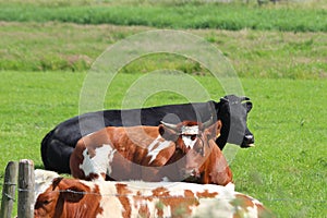 Red and black Frysian cows and bulls on the meadows of Moordrecht in the Netherlands.