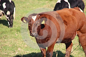 Red and black Frysian Holstein cows at meadows in Moordrecht