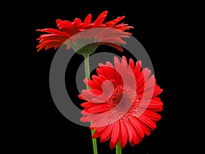 Red on Black (Gerbera Daisies)