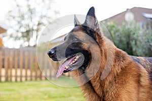 Red and black German Shepherd enjoying his backyard