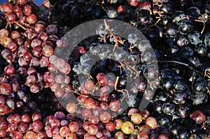 Red and black grapes