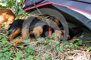 Red and black haired puppy sleeps in a grass. A small dog is resting in the park. Long-haired Russian Toy Terrier