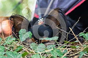 Red and black haired puppy sleeps in a grass. A small dog is resting in the park. Long-haired Russian Toy Terrier