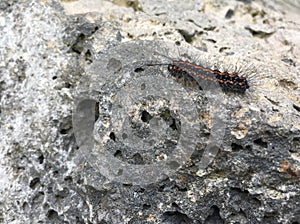 Red and black Hairy caterpillar